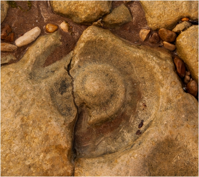Ammonite Ghost